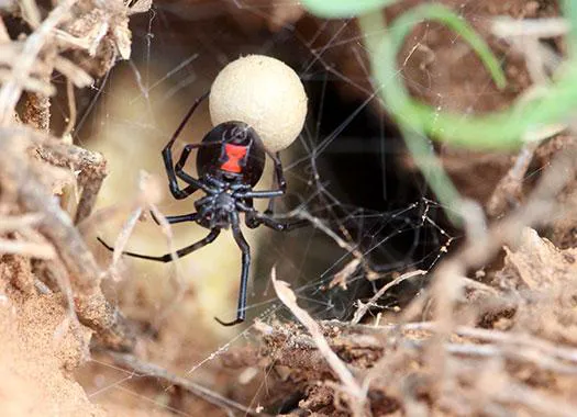VerdX Pest Control Picture 4