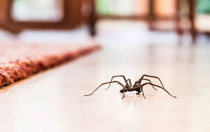 VerdX Pest Control Picture 5