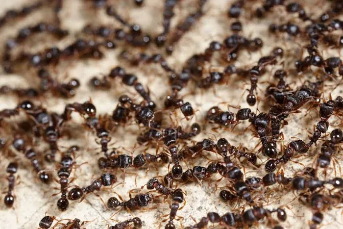 VerdX Pest Control Picture 1
