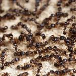 VerdX Pest Control