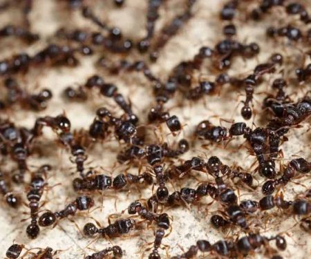 VerdX Pest Control