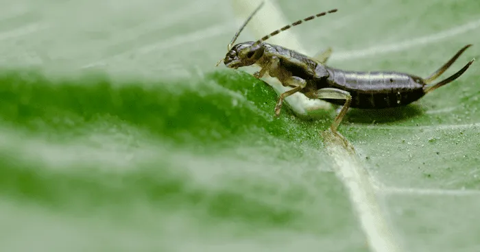 VerdX Pest Control Picture 6