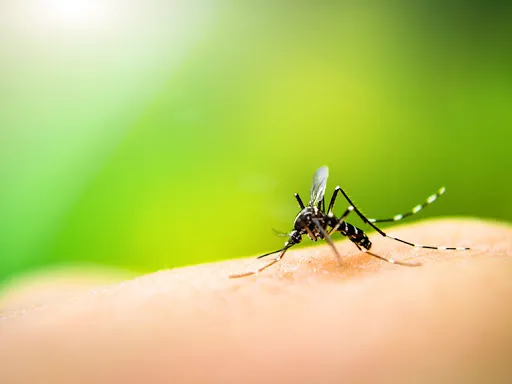 Mosquito Authority Picture 9