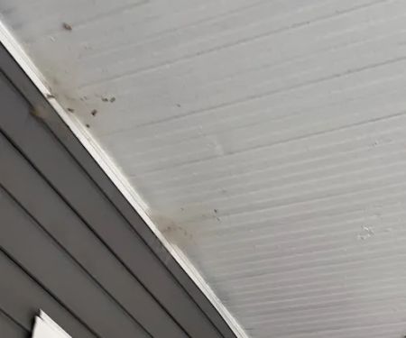 Lookout Pest Control