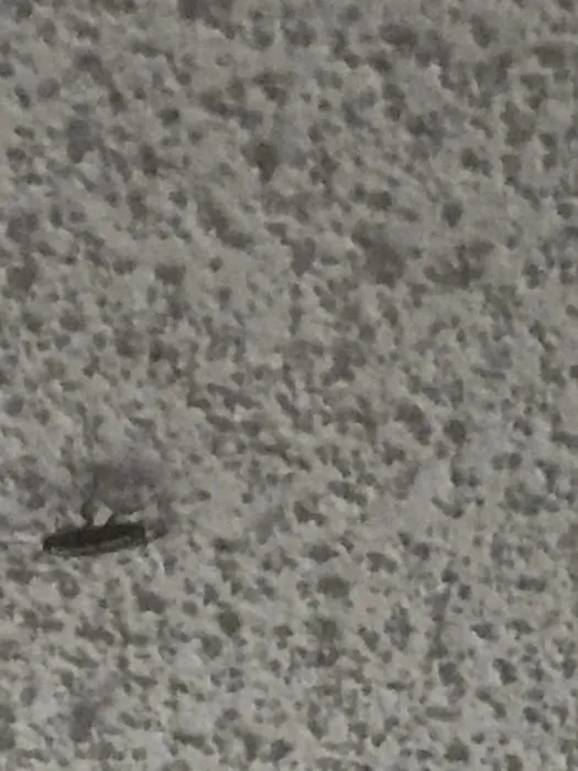 Lookout Pest Control Picture 7