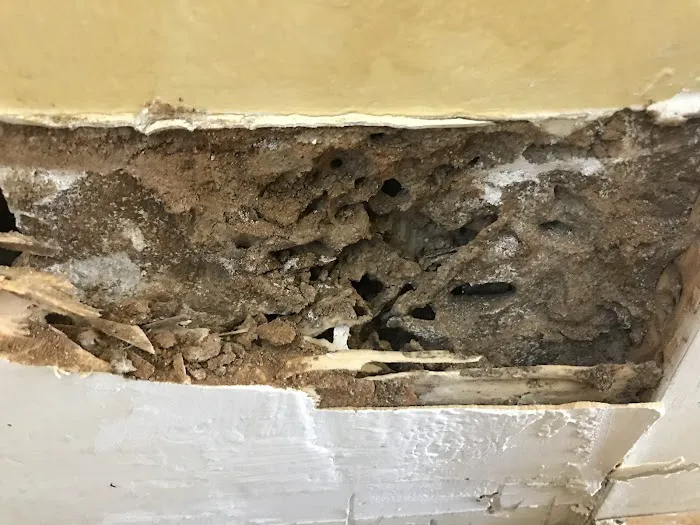 All Pro Pest Services, Inc. Picture 3