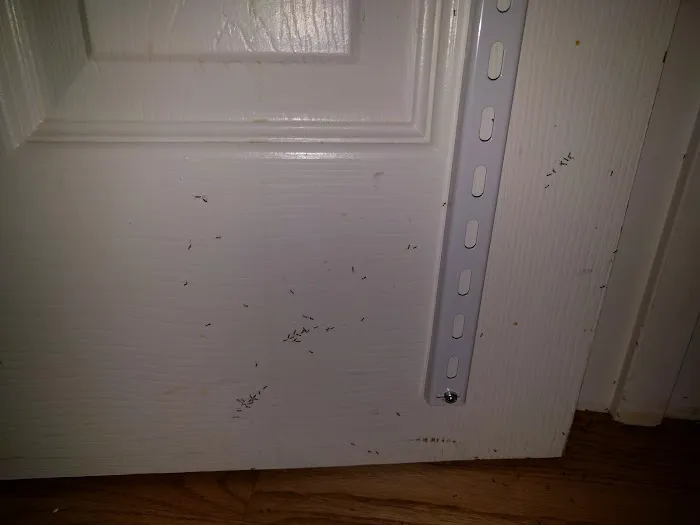 Arrow Exterminators Picture 3