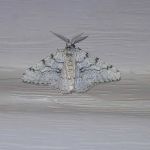 Nextgen Pest Solutions