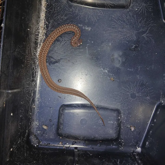 Nextgen Pest Solutions Picture 10