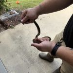 Beaver Busters LLC - Wildlife Removal