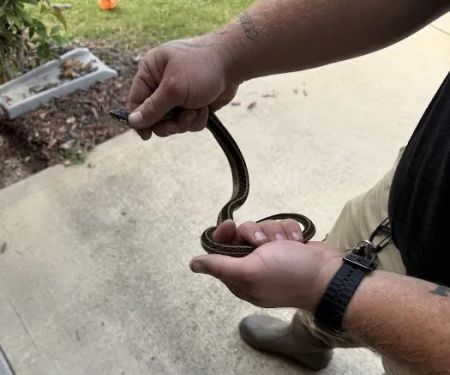 Beaver Busters LLC - Wildlife Removal