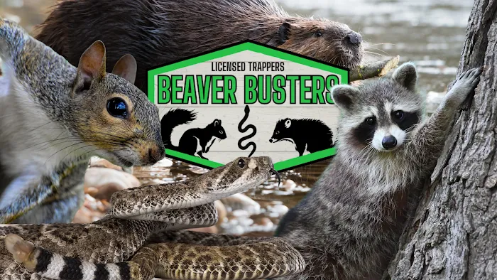 Beaver Busters LLC - Wildlife Removal Picture 5