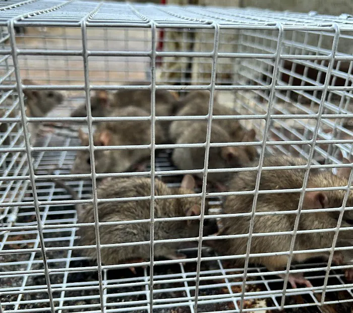 Beaver Busters LLC - Wildlife Removal Picture 3
