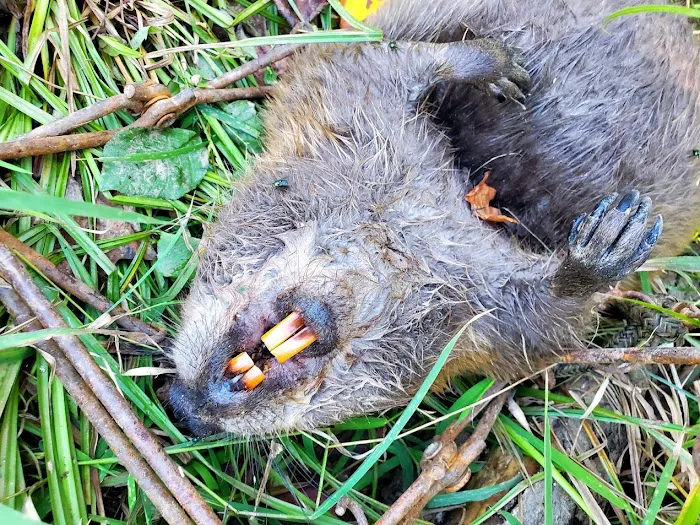 Beaver Busters LLC - Wildlife Removal Picture 10