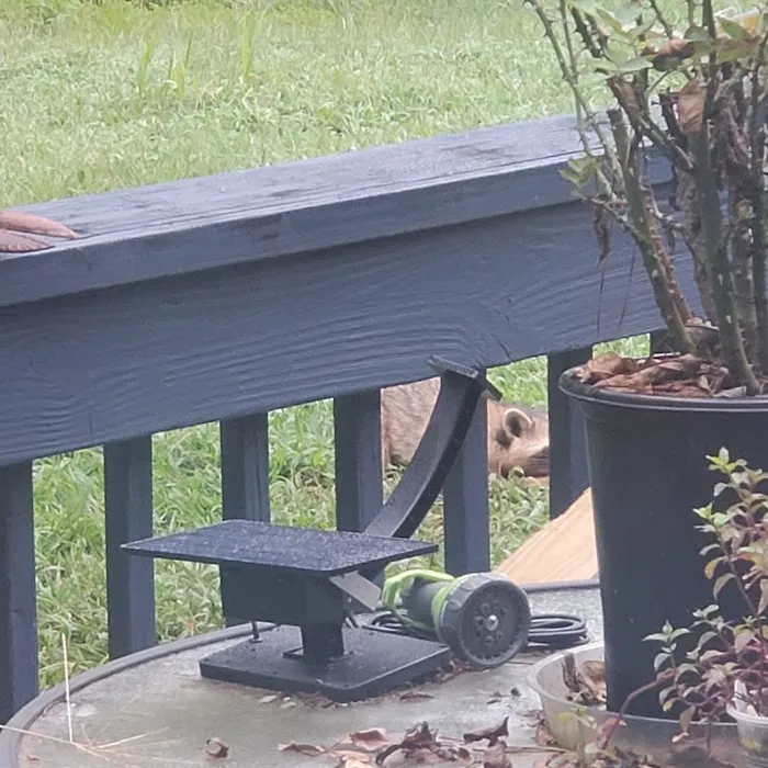 Beaver Busters LLC - Wildlife Removal Picture 4