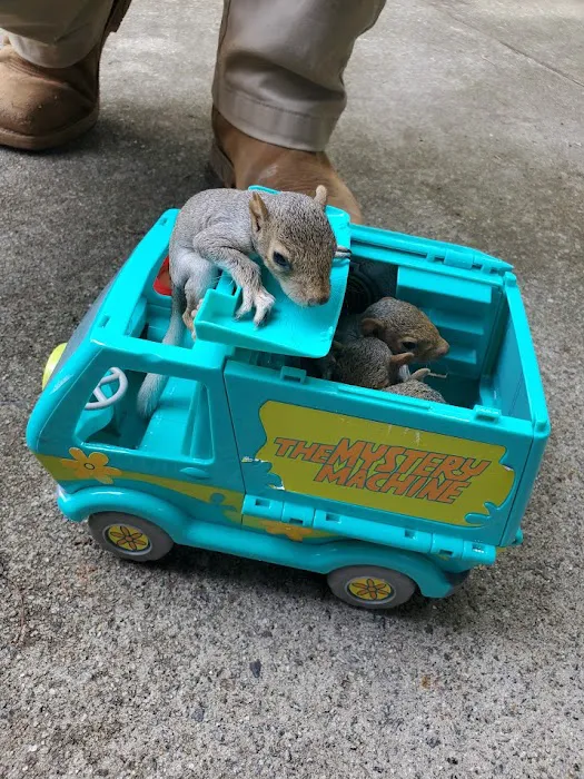 Beaver Busters LLC - Wildlife Removal Picture 6