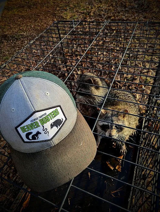 Beaver Busters LLC - Wildlife Removal Picture 7