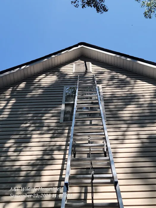 A & V Wildlife HomeShield - WildLife Removal Picture 1