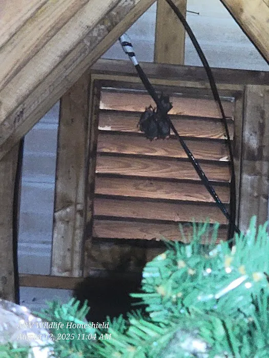 A & V Wildlife HomeShield - WildLife Removal Picture 10