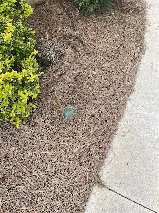 Orkin Picture 6