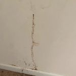 Extinguish Termite and Pest Control