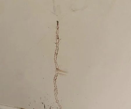 Extinguish Termite and Pest Control