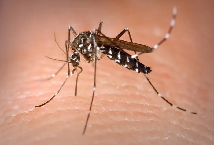Mr. Mister Mosquito Control Picture 3