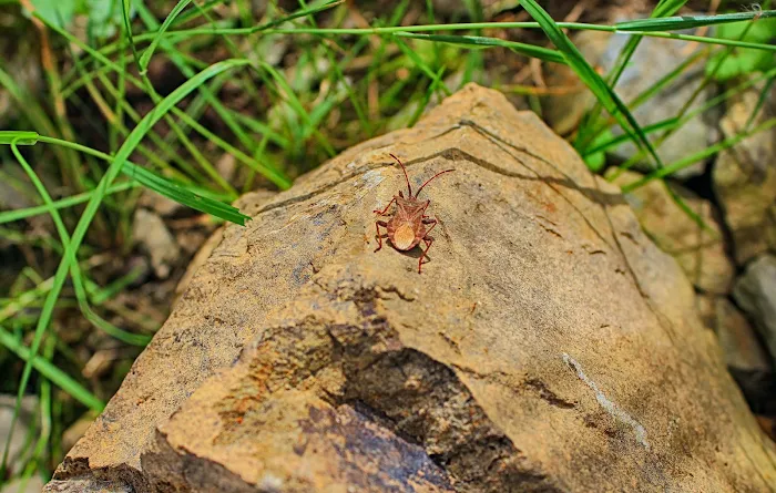 Holmes Termite & Pest Control Picture 2