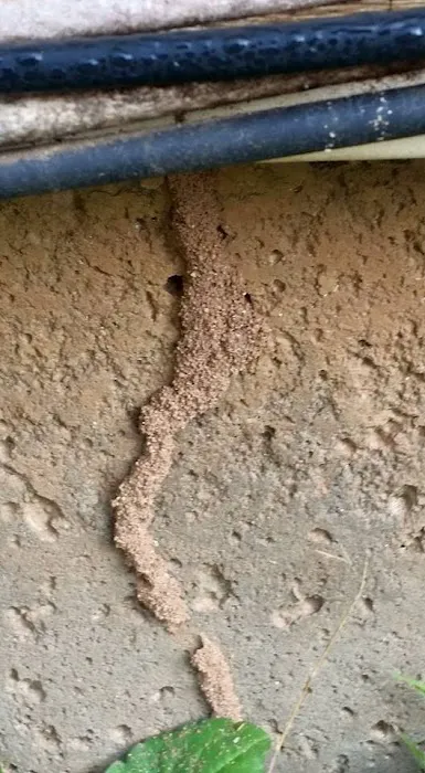 Elite Pest Control & Wildlife Removal Inc Picture 2