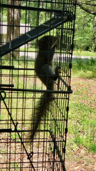 Elite Pest Control & Wildlife Removal Inc Picture 4