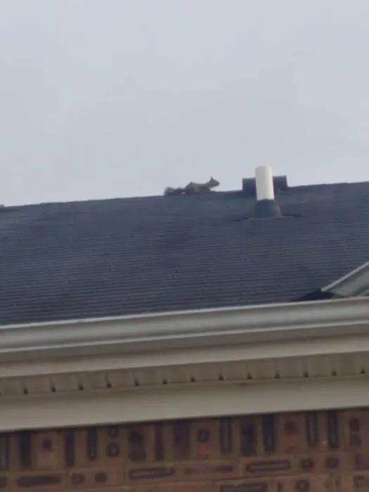 Elite Pest Control & Wildlife Removal Inc Picture 6