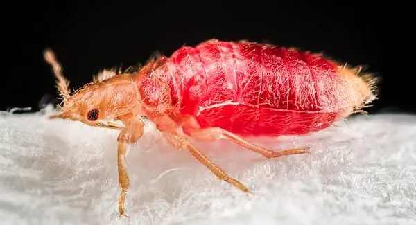 B3 Pest Control Services Picture 4