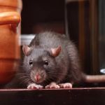 B3 Pest Control Services