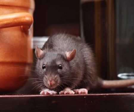 B3 Pest Control Services