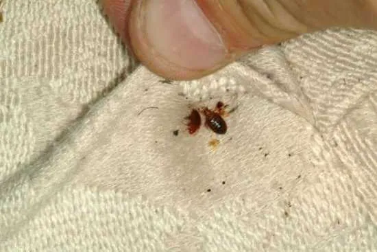 Elite Pests Control LLC Picture 6