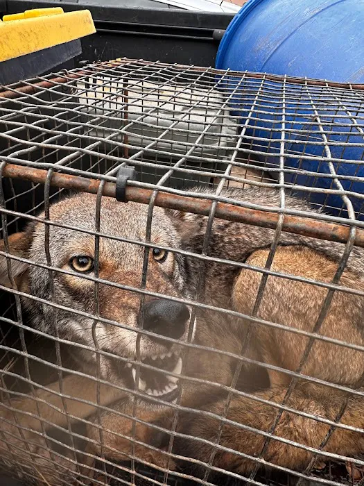 Atlanta Wildlife Solutions LLC Picture 2