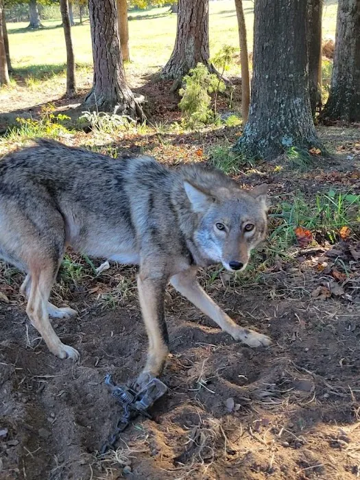 Atlanta Wildlife Solutions LLC Picture 1