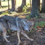 Atlanta Wildlife Solutions LLC