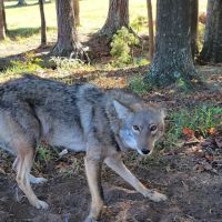 Atlanta Wildlife Solutions LLC ico