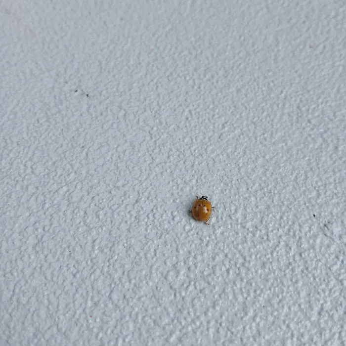 Nextgen Pest Solutions Picture 2