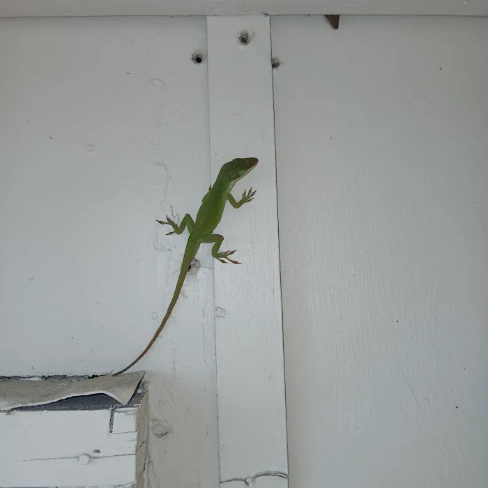 Nextgen Pest Solutions Picture 7