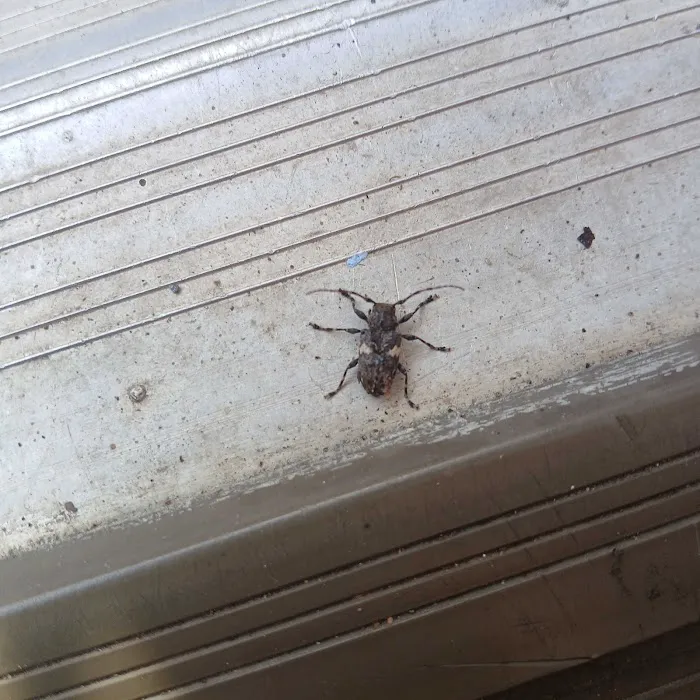 Nextgen Pest Solutions Picture 8