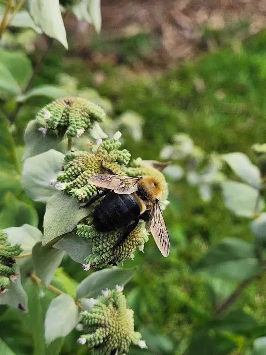 Nextgen Pest Solutions Picture 9