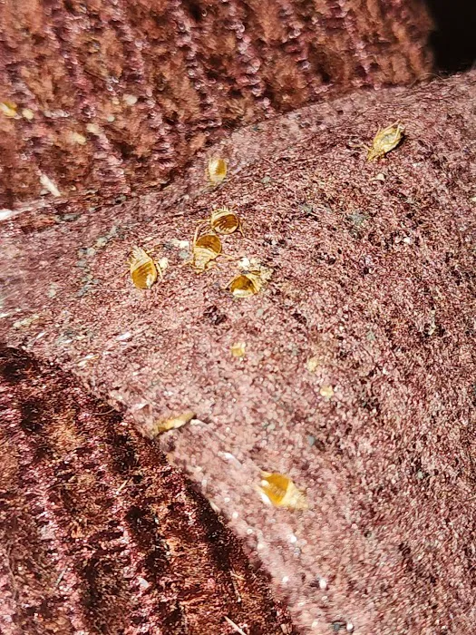Splatterbugs Pest Control Picture 8