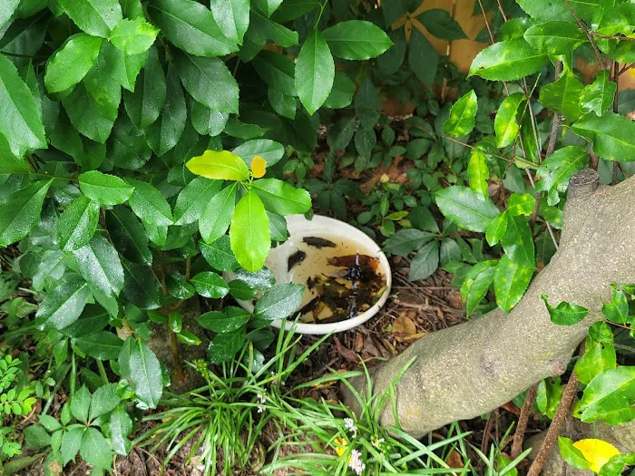 Stokes Mosquito and Pest Services Picture 8