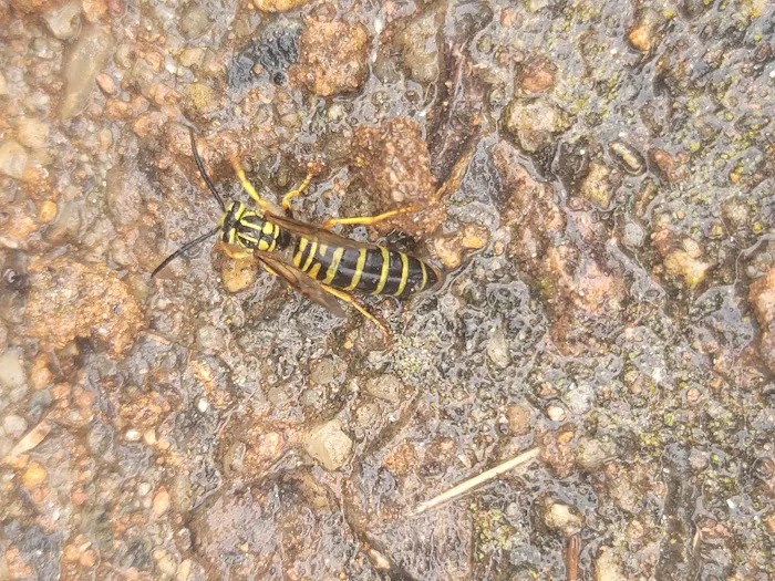 Stokes Mosquito and Pest Services Picture 2
