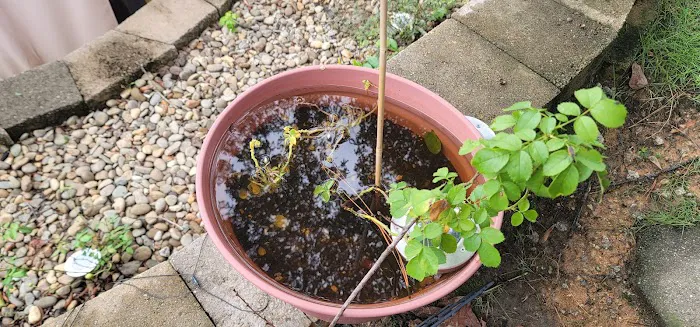 Stokes Mosquito and Pest Services Picture 7