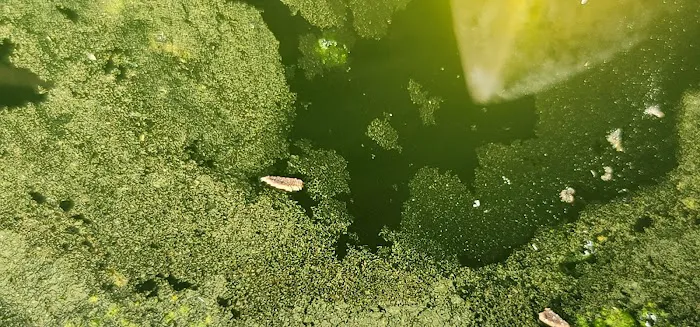 Stokes Mosquito and Pest Services Picture 1