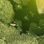 Stokes Mosquito and Pest Services