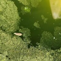 Stokes Mosquito and Pest Services ico